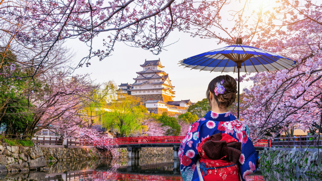 Cherry Blossoms in Japan. 