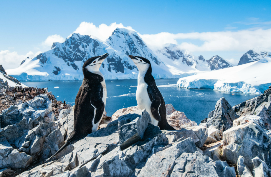 Penguins in Antarctica